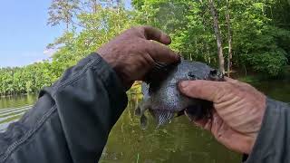 Bluegill, Coppernose on the Bed.