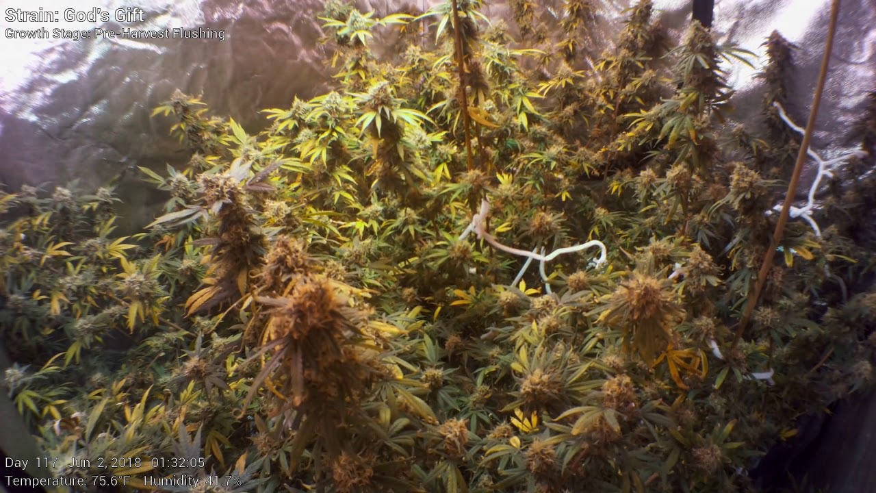 God's Gift - Week 17 - Cannabis Tent Time Lapse