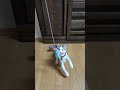 #子ネコ #cat #猫じゃらし