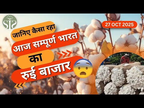 सी.सी.आई ने बेचीं इतनी कपास गठान 😨|| aaj ka kapas ka bajar || #kapas #cotton #CCI