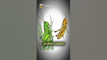 Grasshoppers Transform into Locusts #JRE