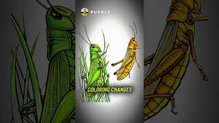 Grasshoppers Transform into Locusts #JRE Grasshoppers Transform into Locusts #JRE