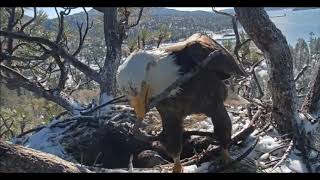 Big Bear Eaglet Death, Last Moments
