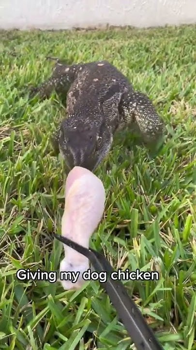 giving-my-dog-chicken-youtube