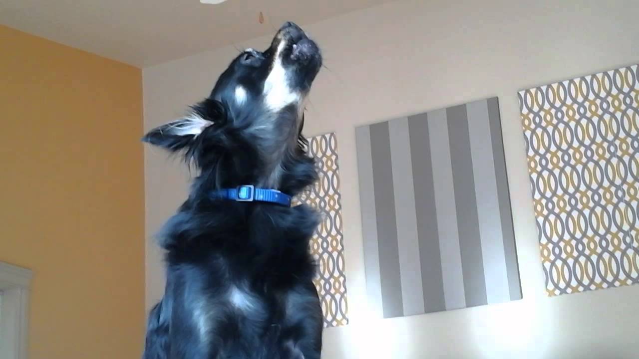 Dog Howling at a Recorder YouTube