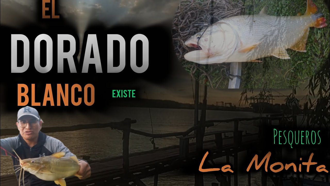 🇦🇷FIESTA DE DORADOS/BOGAS Y AMARILLOS GIGANTES/PESQUEROS LA MONITA