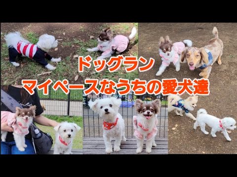 【ドッグラン】性格真逆なマルチーズとチワワはドッグランに行ってもとことん真逆です