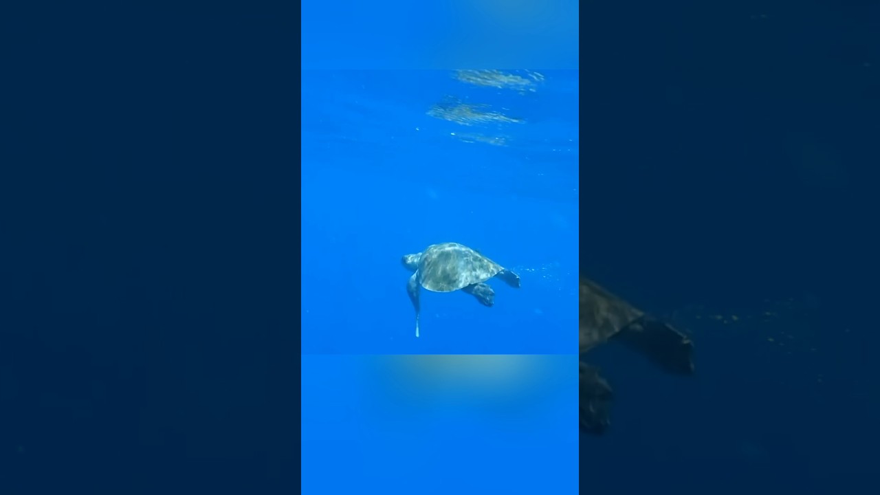 This turtle’s condition will melt everyone’s heart.