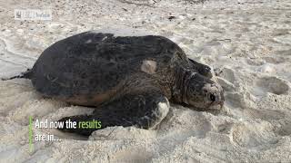 A turtle-y cool way to protect the future of green turtles | WWF-Australia