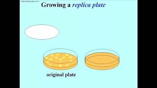 263 Making a Replica Plate Filter