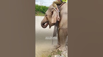 Elephant Chained For 31 Years Realizes She