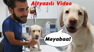 BAL KAFA 2!  Yavru Köpeklerde Tuvalet Eğitimi Nasıl Yapılır?