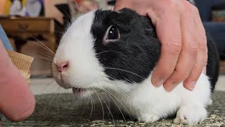 RABBIT GOES CRAZY FOR SHREDDED WHEAT