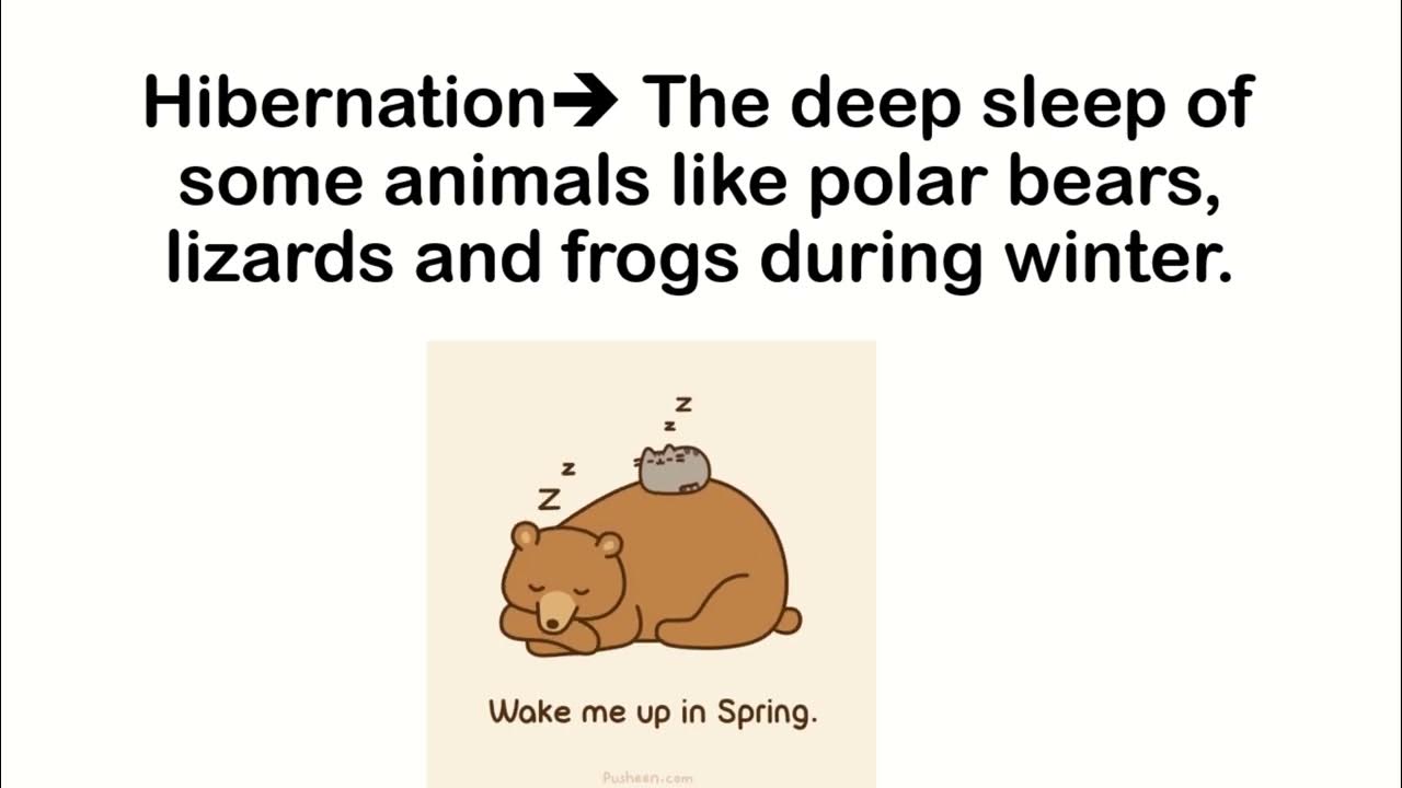 hibernation meaning english vocabulary YouTube