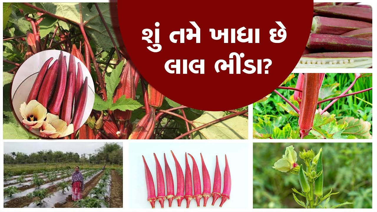 Red Okra vs Green Okraલીલા ભીંડા કરતા વધારે પોષ્ટિક હોય છે લાલ ભીંડા