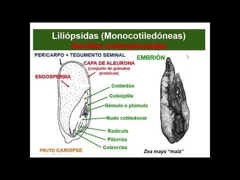 Video: ¿Qué es la semilla perispérmica?