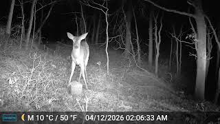 Cam 4 , Buck At Deer Block Also 2 Rabbits And A Flying Squirrel