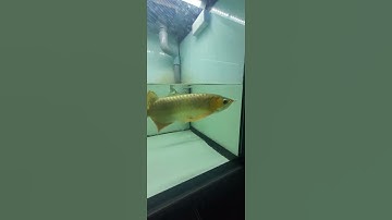 Cập nhật huyết long size dưới 30 tanning | tanning huyết long | huyết long size dưới 30 #arowana
