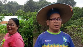 PENGUDAH UJAN BEJALAI BA KEBUN 