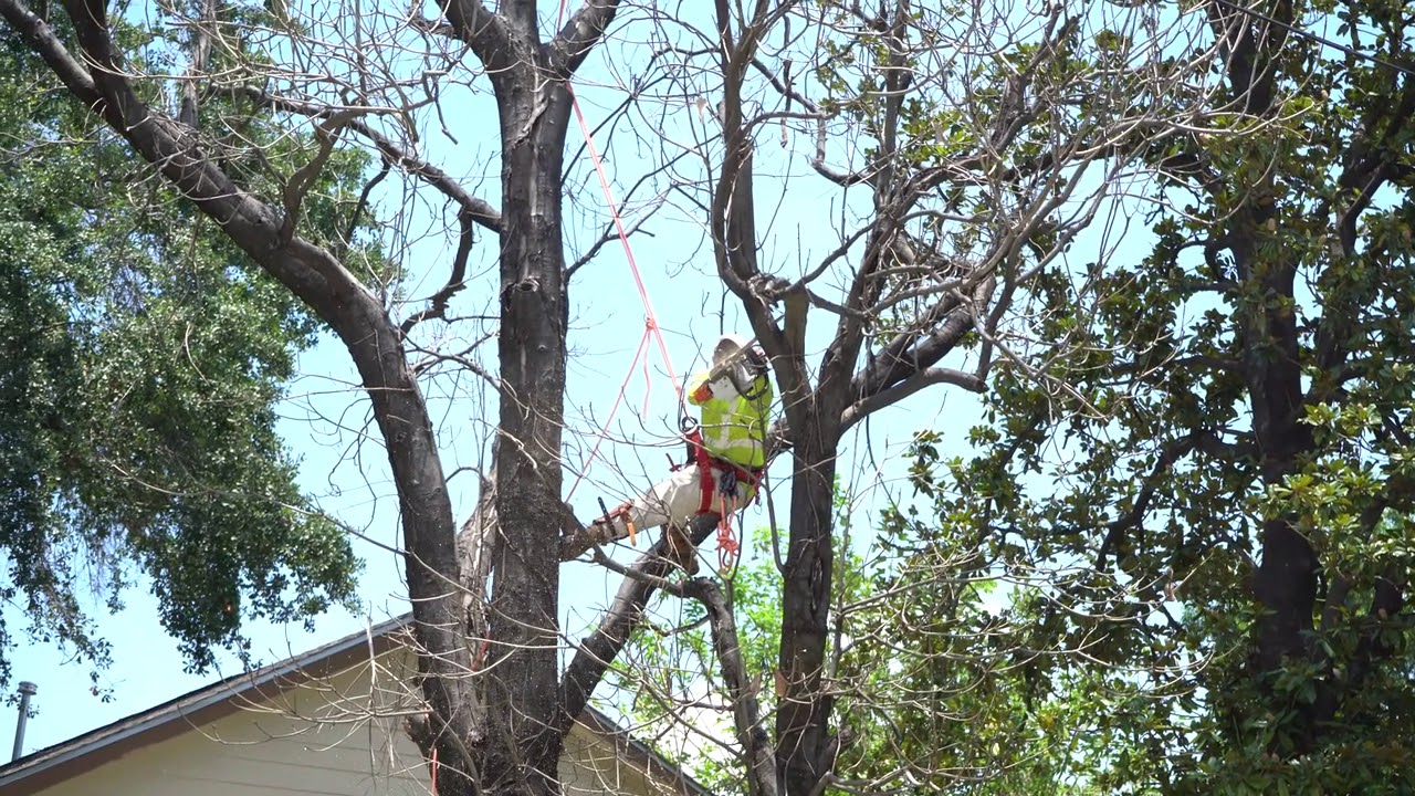 Greater Houston Tree Service Tree Solutions of Texas Tree Solutions