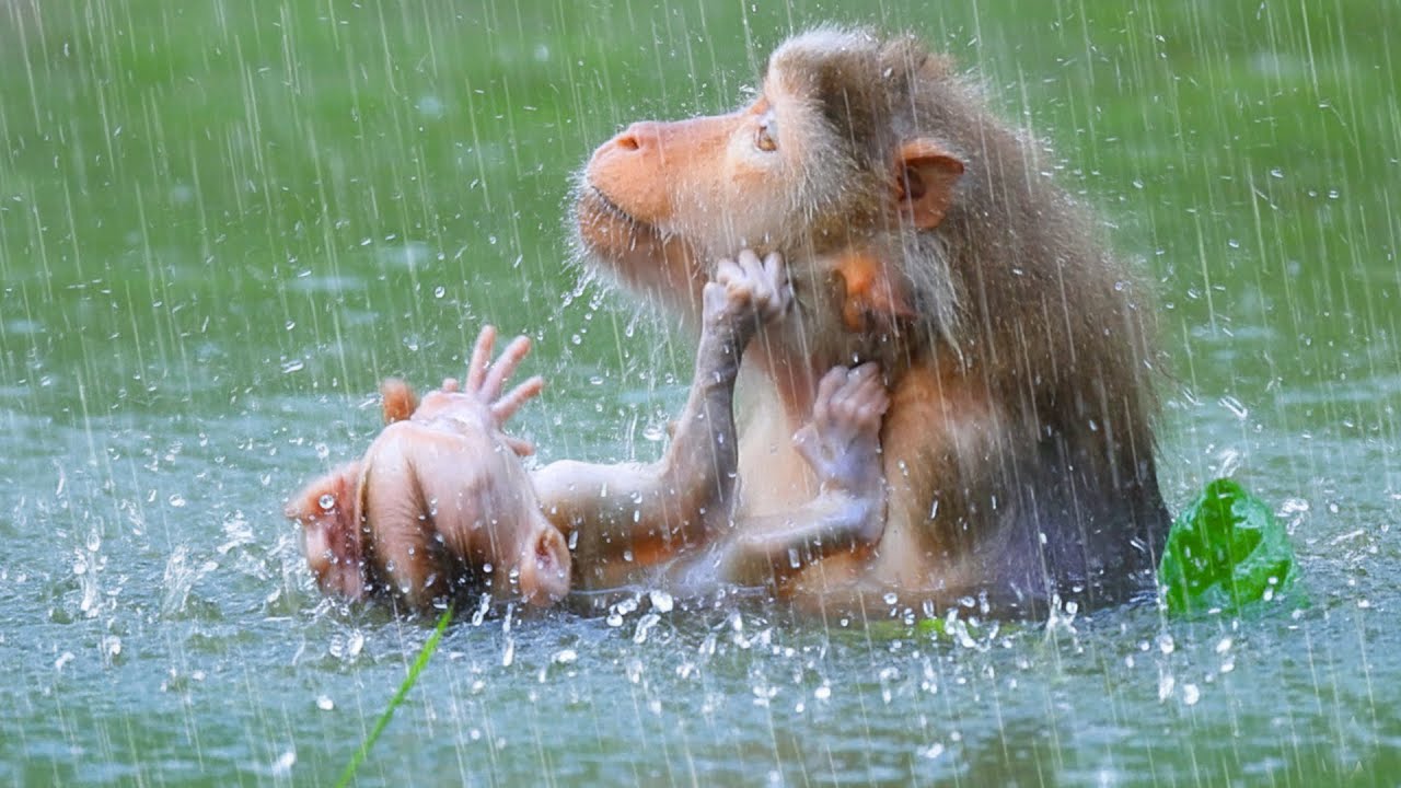 Sweet newborn baby training to swims with his mother in big pool for first time