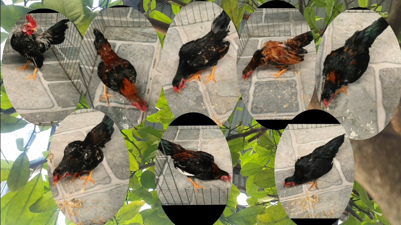 Gà Tre Bắc Tít Bắc Cộc : những chú gà trống cho (2023)