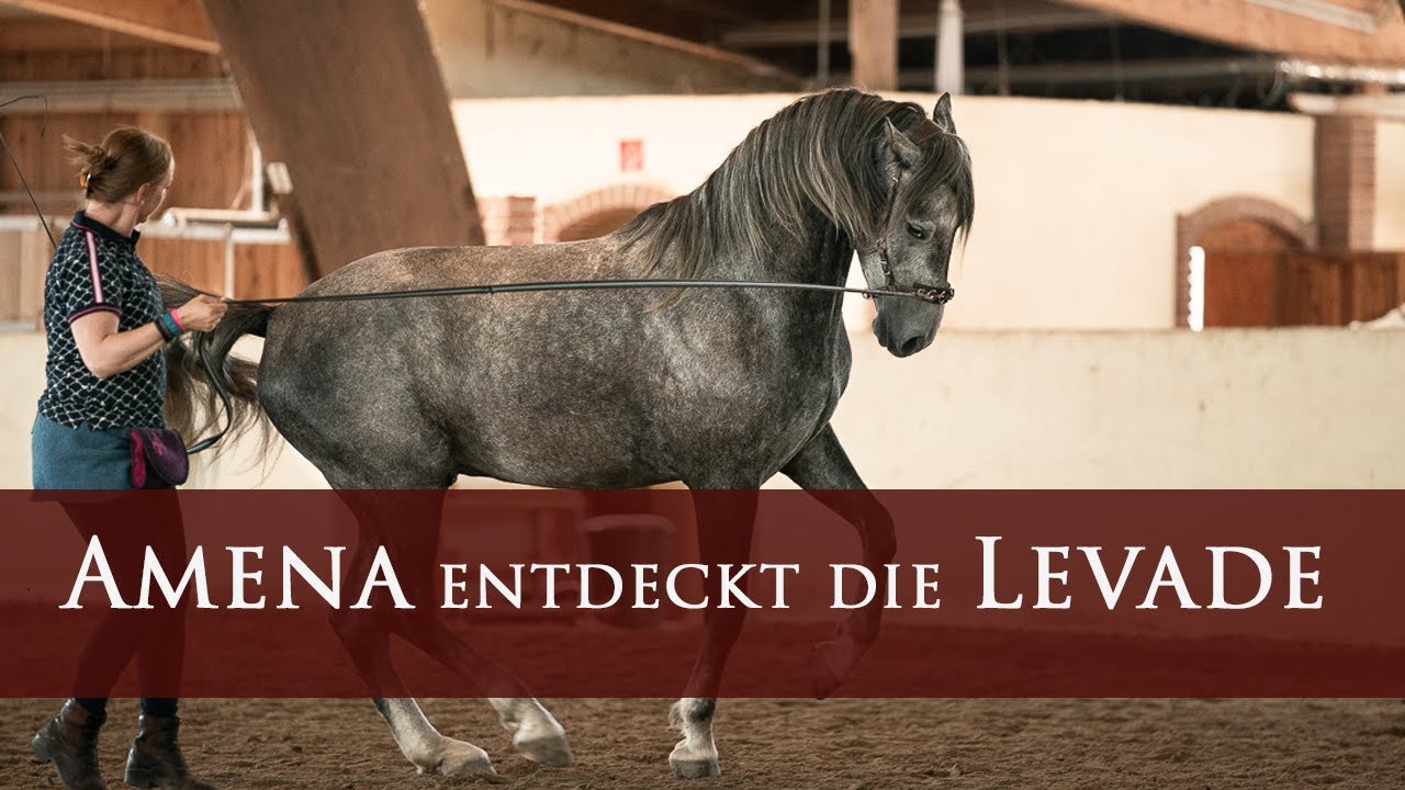 Amena entdeckt die Levade