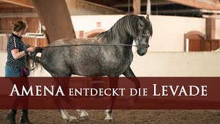 Amena Entdeckt Die Levade