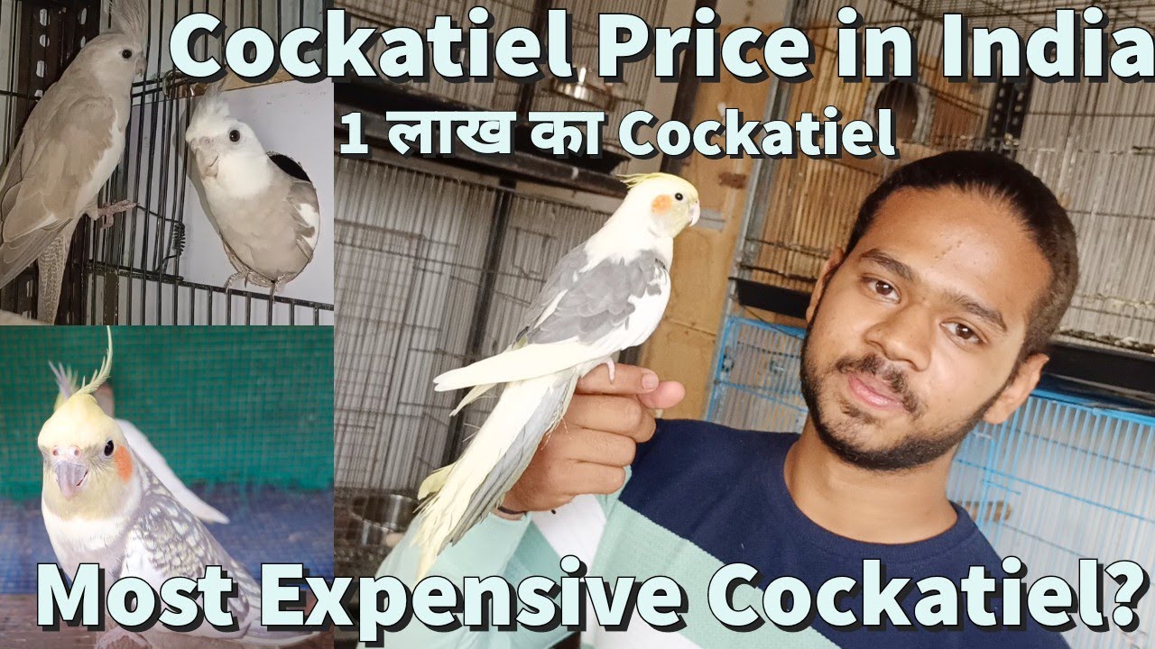 Cockatiel Price in india | Most cheapest to most expensive cockatiel