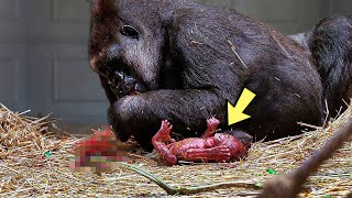 Работники зоопарка засняли рождение гориллы. Они все закричали, когда увидели ЭТО