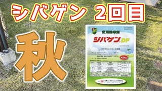 春と秋に撒けるシバゲンを使ったら驚きの効果で本領発揮！メリットやデメリットも詳しく紹介します