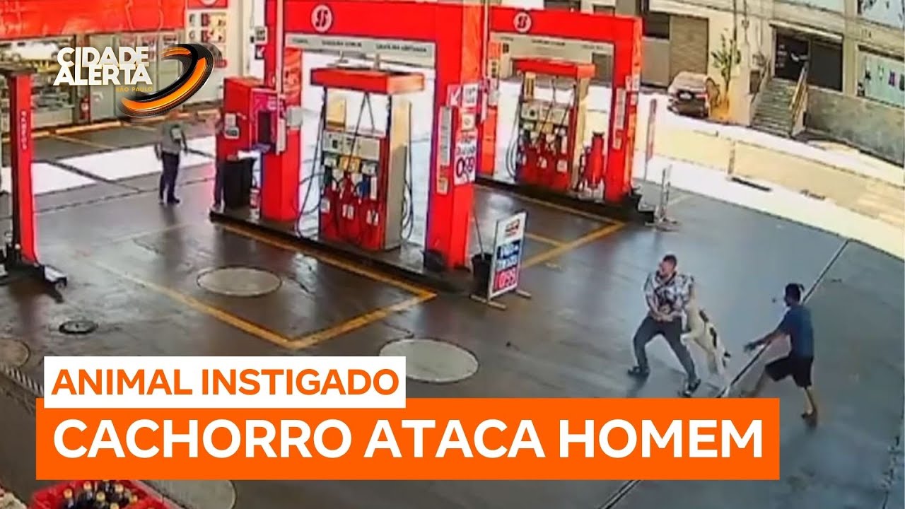 Homem em situação de rua é preso após soltar pit bull em cima de pessoa com deficiência auditiva