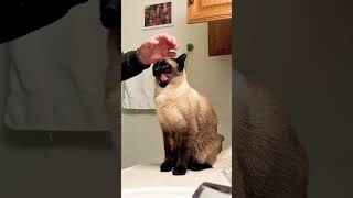 How cute is Siamese Simon when I brush his teeth with his favorite chicken poultry toothpaste! 💙💙