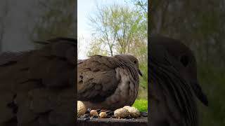 Mourning dove puffs up at breakfast