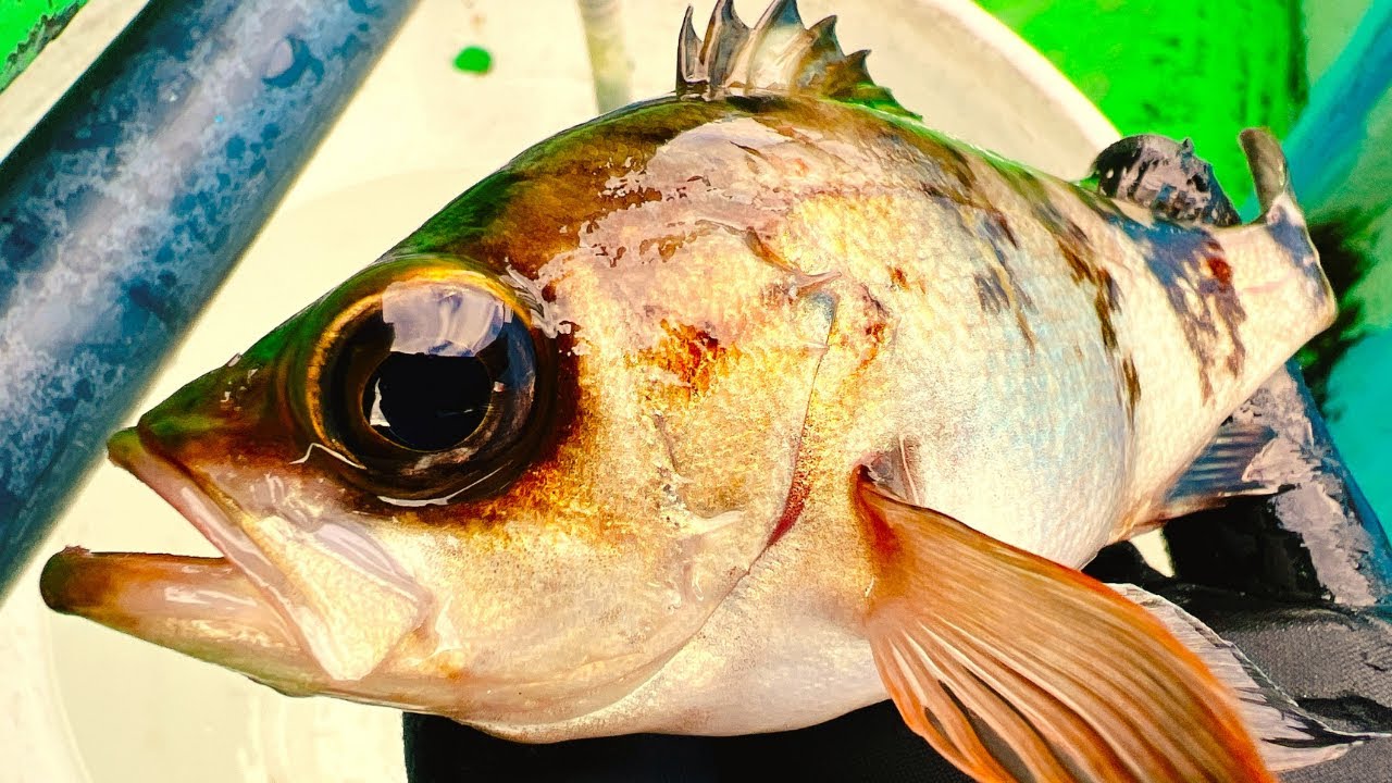 東京湾の春告魚「エビメバル」にいってみた