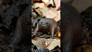The Avocado Frog! | Black Rain Frog