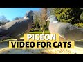 Pigeons for cats  9 hours of pigeon paradise