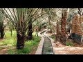 واحة العين رحلة التراث بين أشجار النخيل