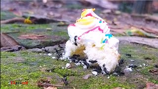 Ants Eating Cake || 2020 || Time-lapse,,,