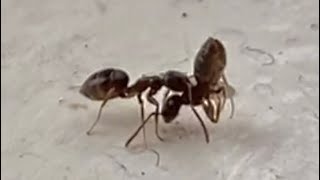 an ant carrying a dead ant Why Do Ants Carry Dead Ants