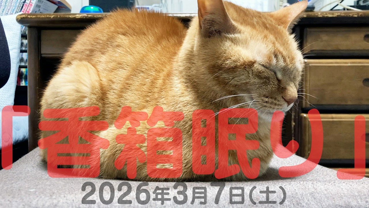 我が家の猫たち「香箱眠り」2026年3月7日(土) 