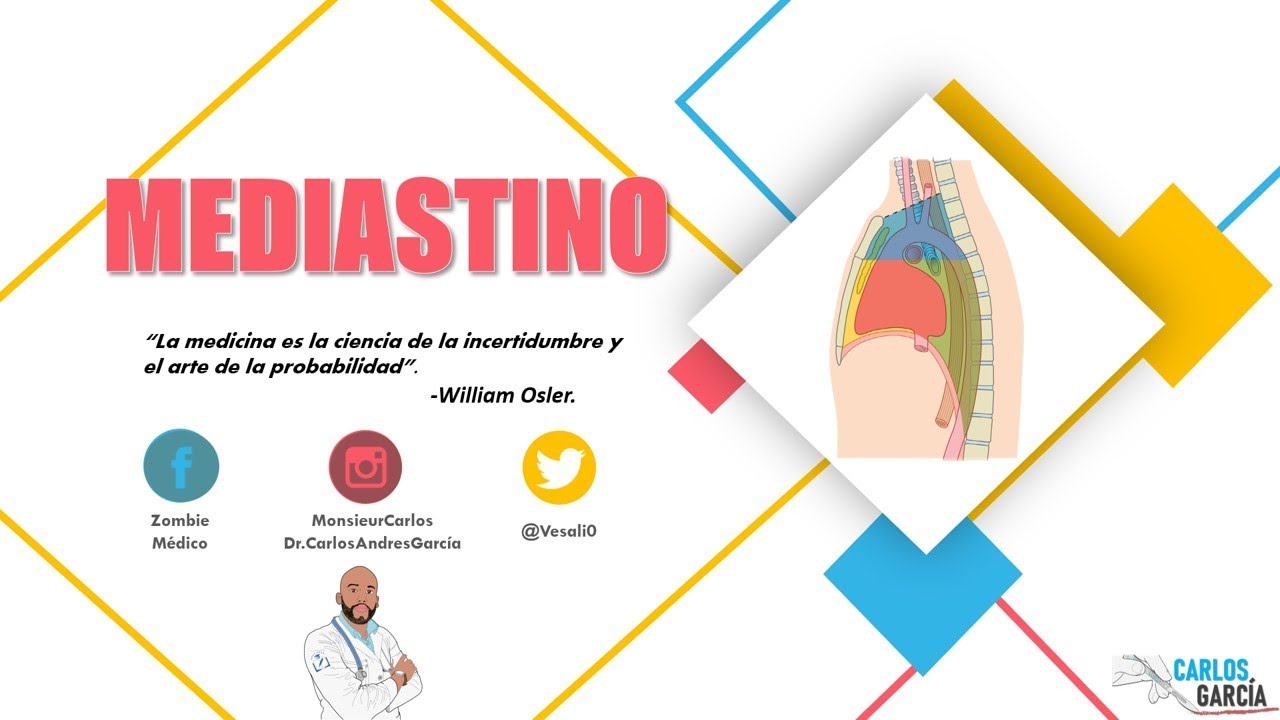 Anatomía - Mediastino (Superior, Anterior, Medio y Posterior, División, Contenido) garcía lópez de cárdenas