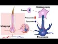 Колористика. Обучение парикмахеров. Окрашивание волос. Фон осветления.