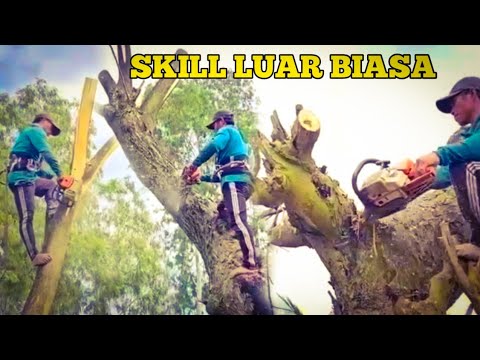 SKILL A MAN CUTTING TREE DOWN II LINCAH DAN BERANI MENEBANG POHON ...