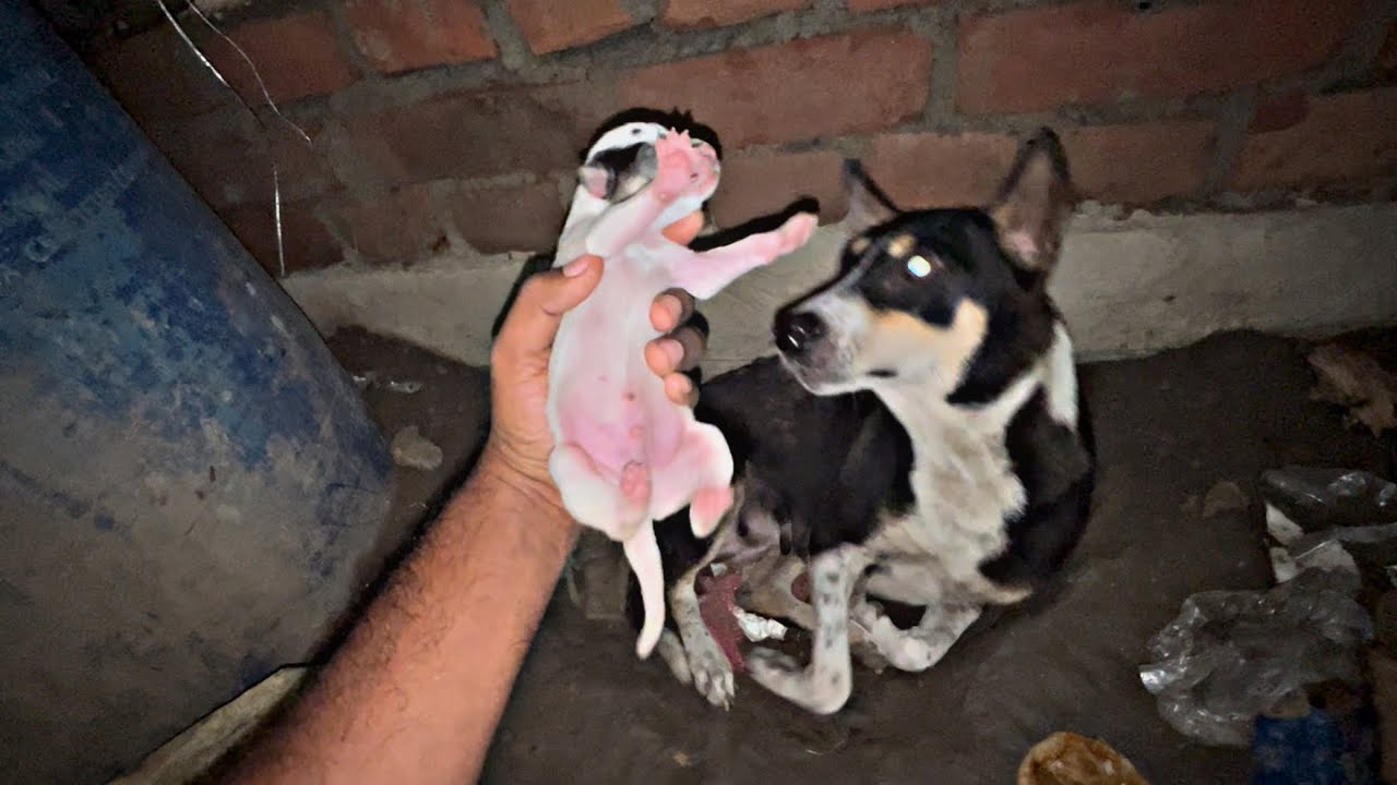 কালির বাচ্চা হলো | Dog Gives Birth to Adorable Puppies! Bangla Vlog | Vlog 2025