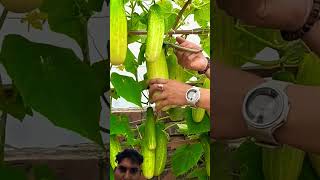 How to Grow Lots of Cucumbers at Home in Small Space #garden #containergardening #harvesting #shorts