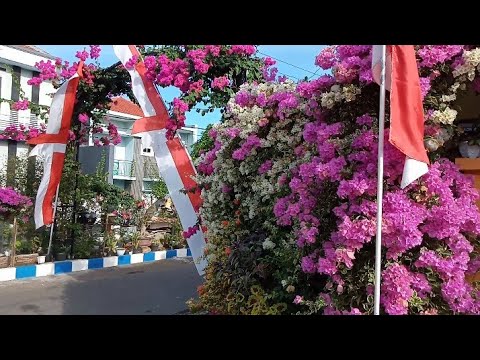 Video: Menjaga Tumbuhan Bougainvillea: Petua Menanam Bunga Bougainvillea Di Taman