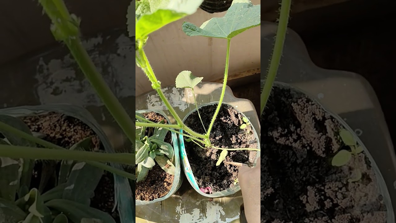 হোলিহক,সাথে আরও কিছু গাছের আপডেট।