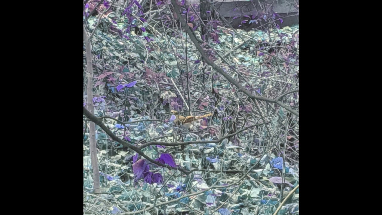 Electronicore/Metalcore song (WIP)