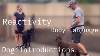 Client session covering reactivity, body language, dog introductions by Jason Harris Dog Training 779 views 5 months ago 24 minutes